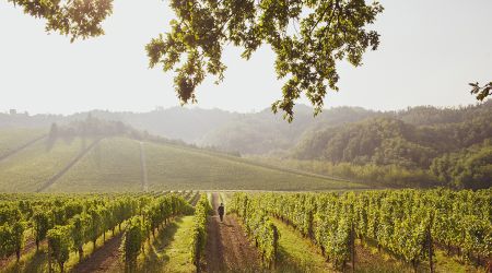 002 Vineyards 9512