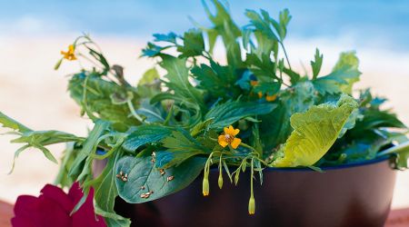 Spring herbs