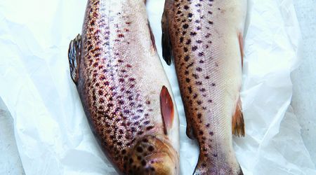 2 trout colour 5562