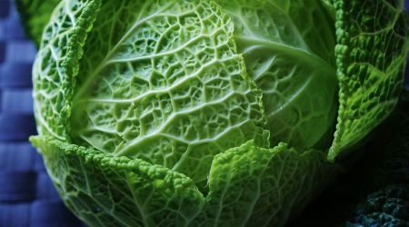 Savoy cabbage