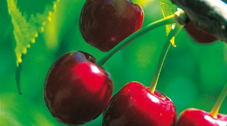 Cherries 