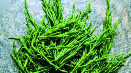 Samphire