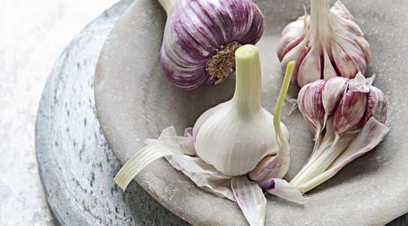Garlic