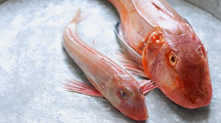 Gurnard 3750 New Red 1 Larger