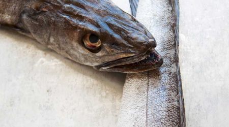 Hake 