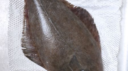 Halibut 3043