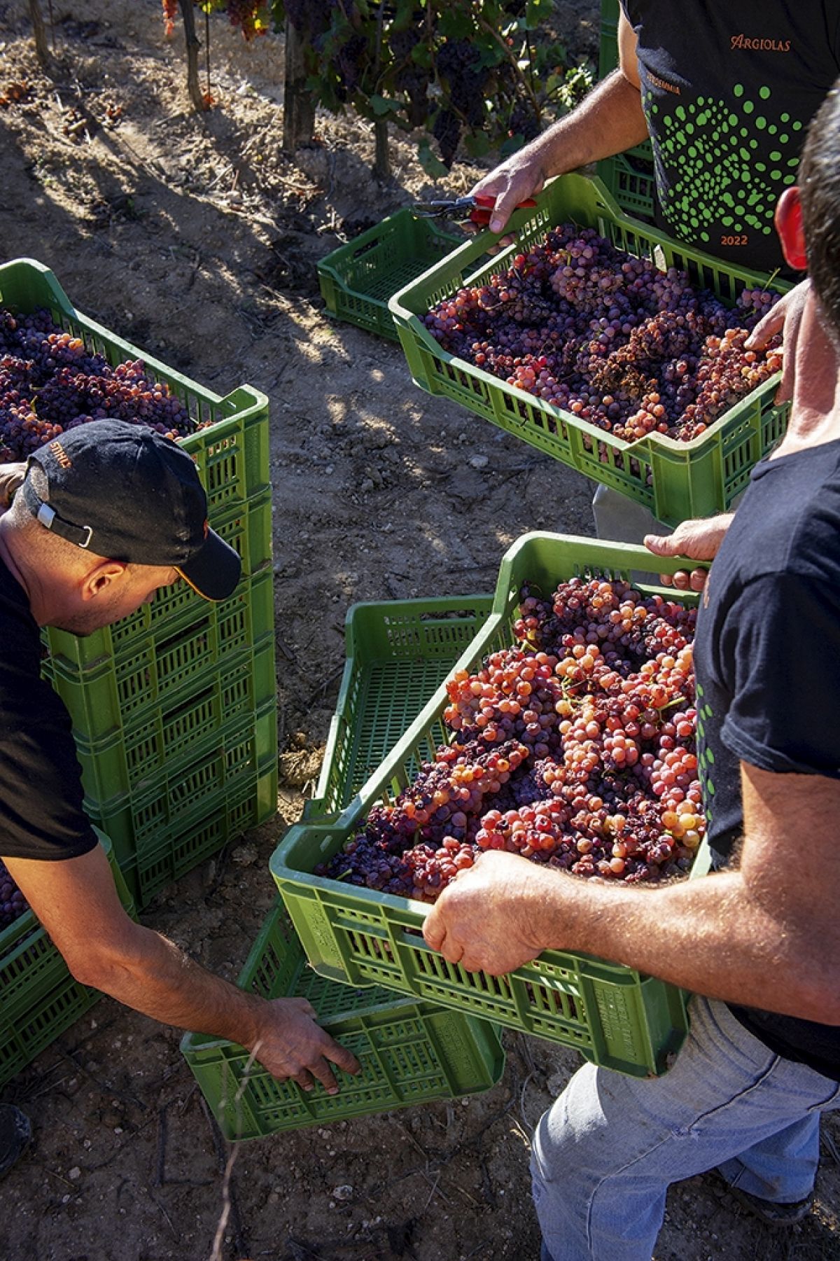 Harvest004 0730