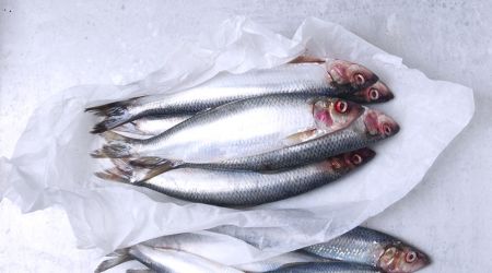 Herring 2183