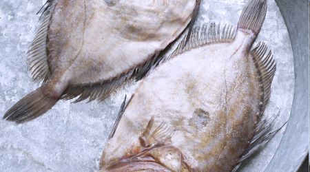 John Dory 6050 Dots Copy