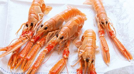 Langoustine 2013