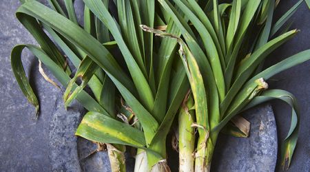 LEEKS 4857