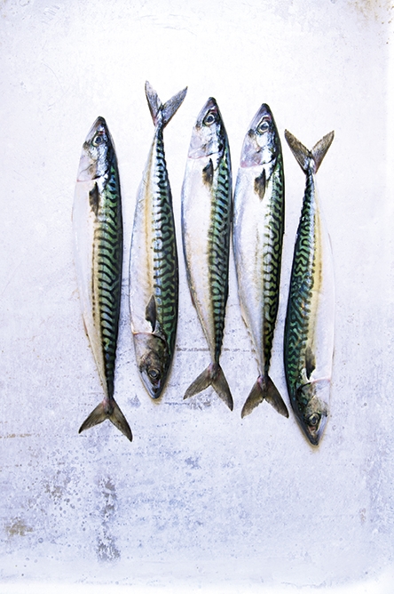 Mackeral 2