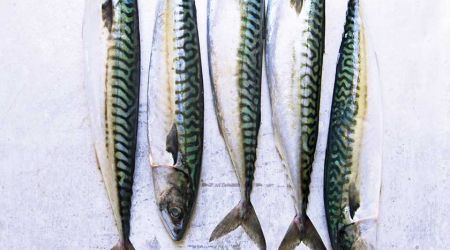 Mackeral 
