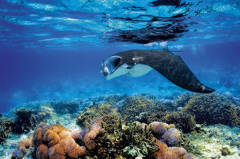 Manta Ray