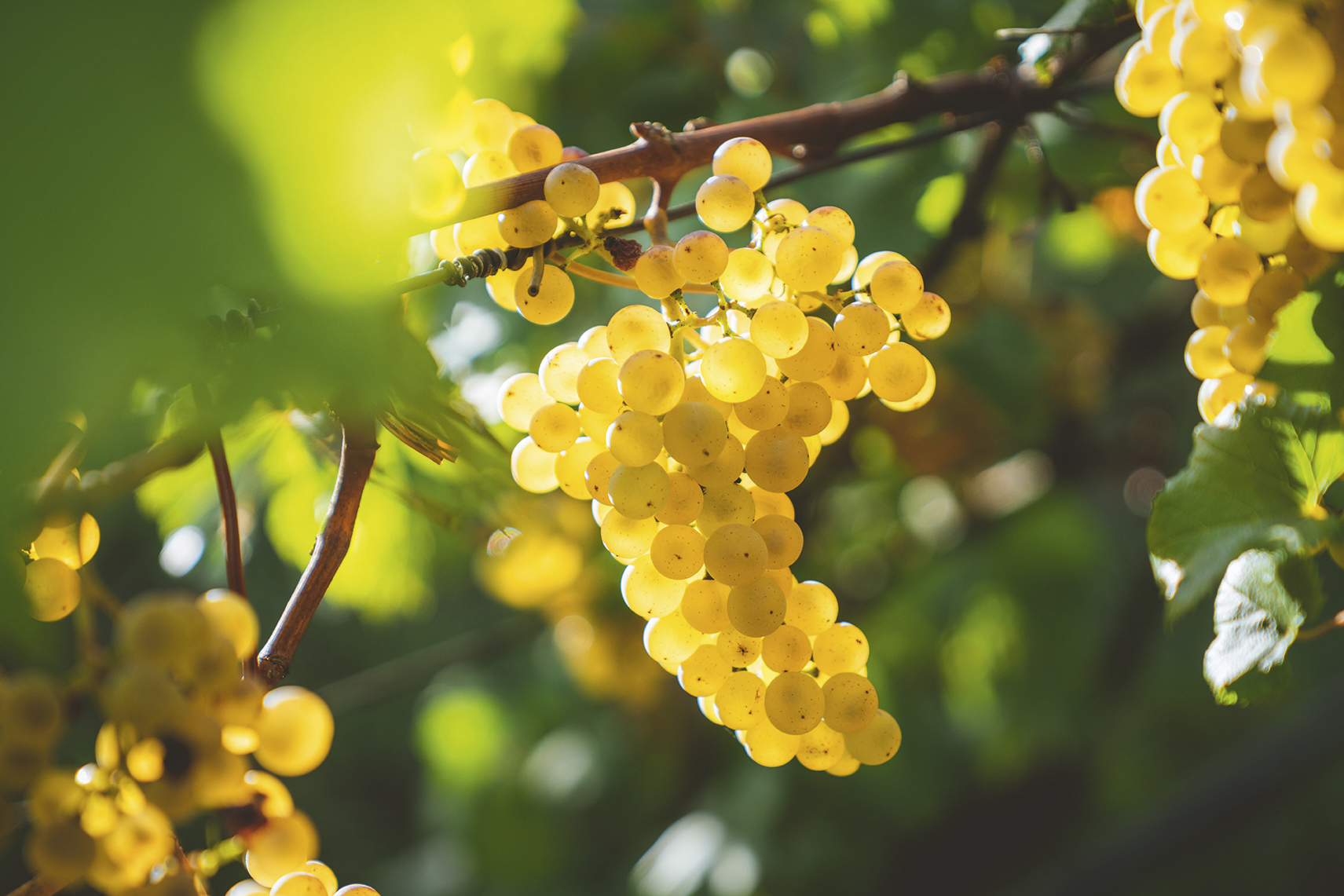 Manuel venturini OC Ry WB2 N Oj M unsplash