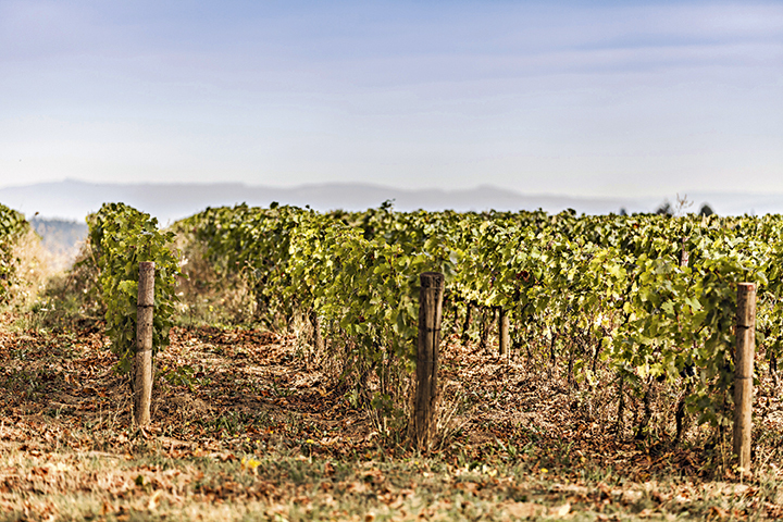 Montinore Winery Rudy Vines 6015
