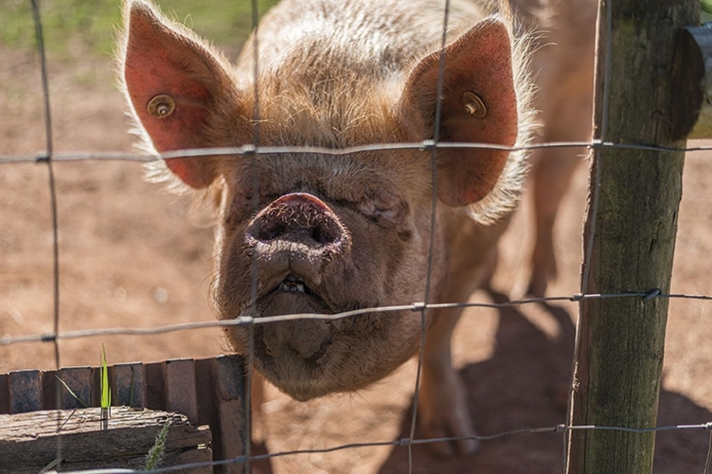 Pigs Little Oak Farm Pork Timberscombe Rare Breed Middle White Pigs born reared on Exmoor 9508
