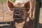 Pigs Little Oak Farm Pork Timberscombe Rare Breed Middle White Pigs born reared on Exmoor 9508