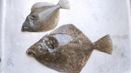Plaice 4619