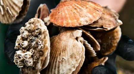 Scallops 