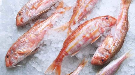 Red mullet