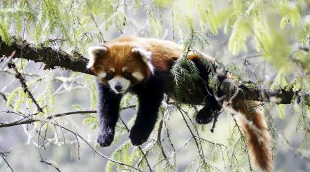 Red Panda Martin Royle