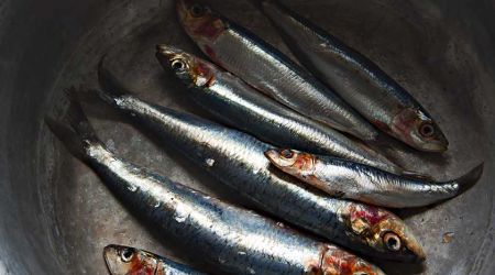 Sardines 