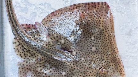 Skate Fish
