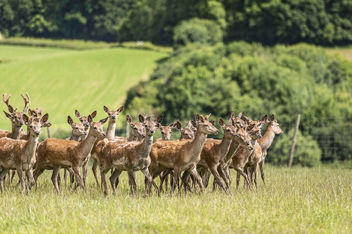 Somerset Venison Fitzhead Red Deer 8794