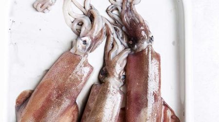 Squid Still Life 0179
