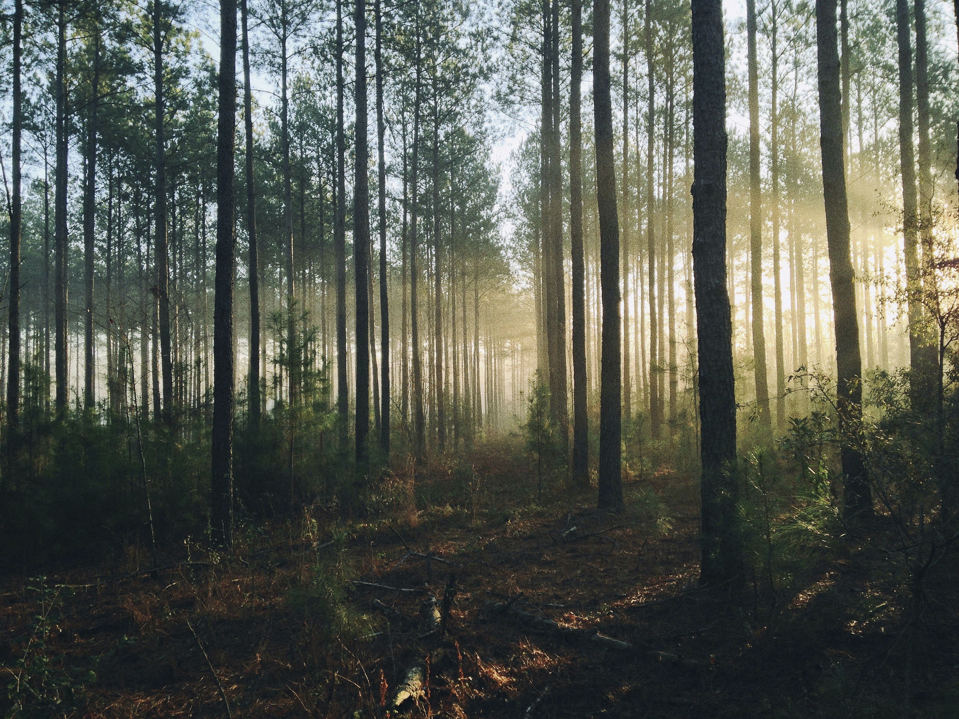 Steven kamenar MM Jx78 V7x S8 unsplash