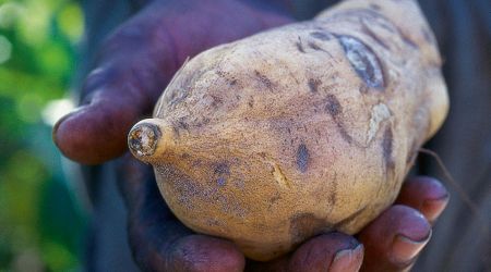 Sweet Potato 