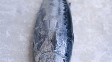 Tuna 7828