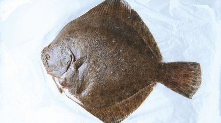 Turbot 1505 copy