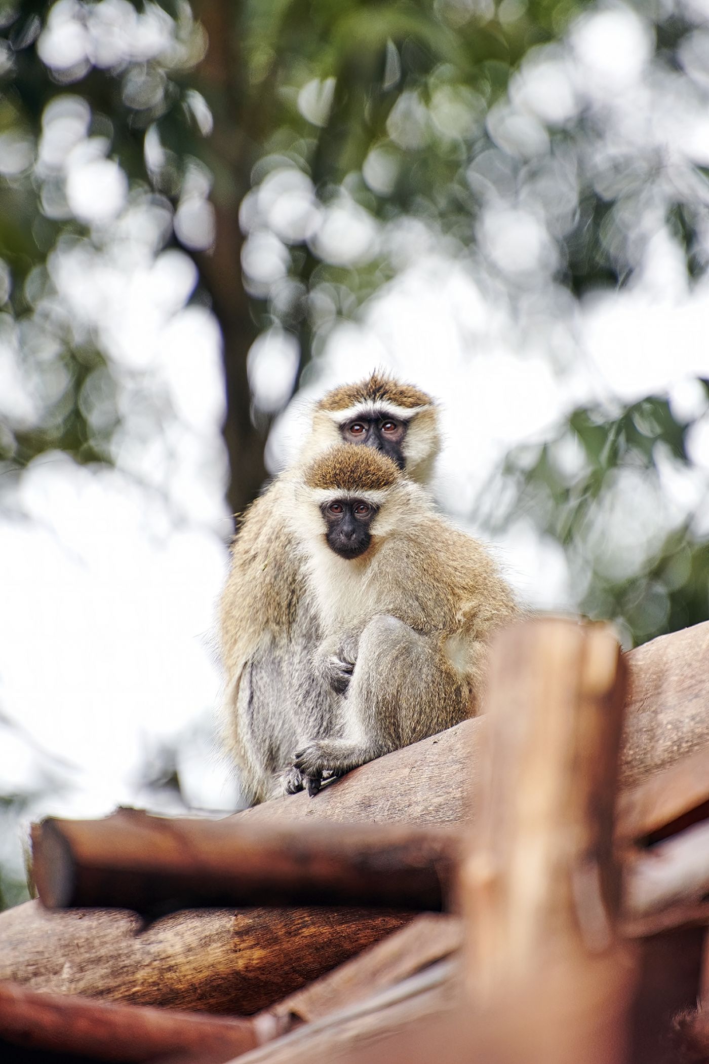 Uganda DSC 4225 S Ai