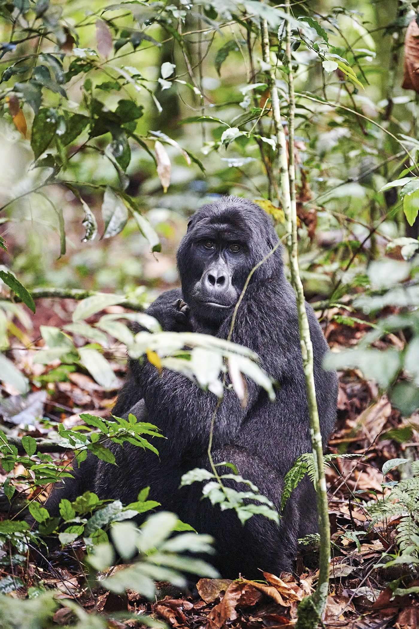 Uganda DSC 4799 Sai