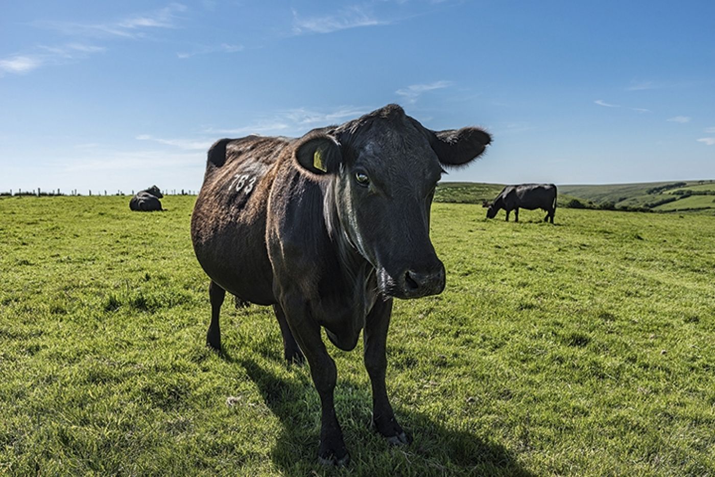 Westermill Beef Exford Exmoor Aberdeen Angus Cow on the high pasture on Exmoor 9115