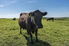 Westermill Beef Exford Exmoor Aberdeen Angus Cow on the high pasture on Exmoor 9115
