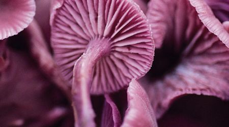 Wild Mushrooms